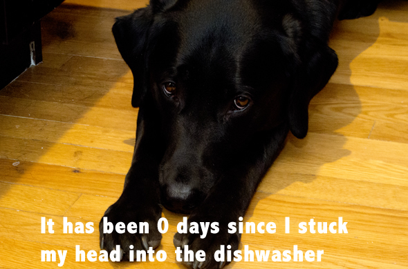 chick_caesar_dog_dishwasher